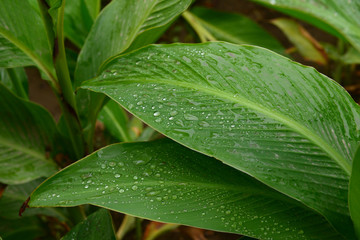 Canna lily leaf with raindrops