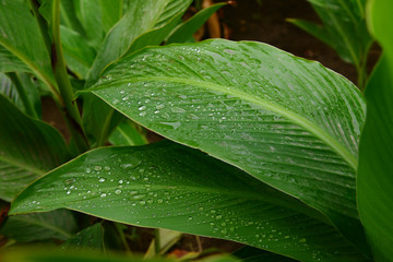 Canna lily leaf with raindrops