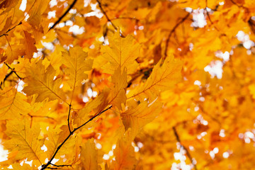 Yellow maple leaves on a twig in autumn