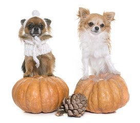 halloween pumpkin and chihuahuas