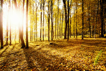 Fototapeta premium Golden autumnal forest with sunbeams