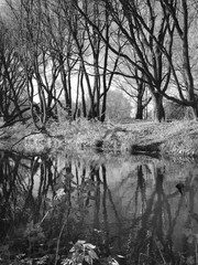 Trees