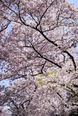 Cherry Blossom Festival