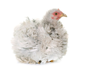curly pekin chicken