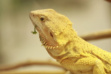 A Little Bit of Green In a Yellow World