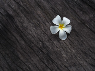 Single Plumeria flower on dark tone wooden floor.