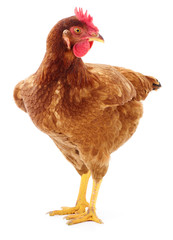 Brown hen isolated.