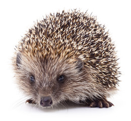 Hedgehog on white.