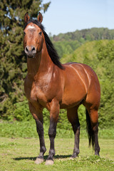 Fototapeta na wymiar Portrait of nice quarter horse