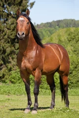 Fototapeten Portrait des netten Quarter Horse © lenkadan
