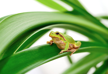 frog sitting on a leaf