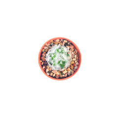 Cactus isolated on white background