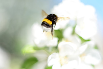 Bumblebee on white flowers.