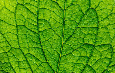 close up of green leaf texture