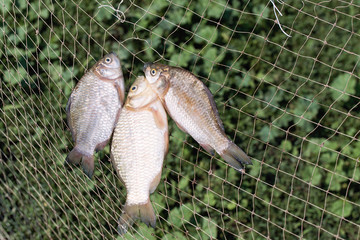 Fish in the net
