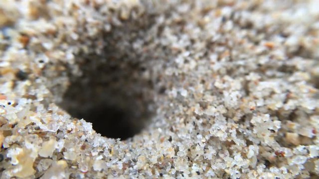Closeup of mini ghost crab hiding in a hole, going in and out. Ocean water bottom. Common marine creature in action, 1280x720 30fps HD macro video
