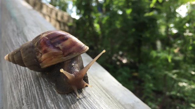 Slowly Moving snail on the handrail with blurred people on the background. Snail turning around and looking up. Damaged shell. 4k video (ultra-high definition, UHD).
