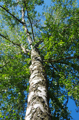 birch tree foliage in morning light with sunlight