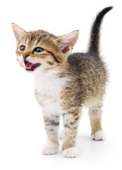 Kitten on white background.