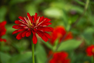 The blossoming gerbera jamesonii flowers closeup in garden 