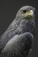 Blaubussard