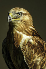 Adlerbussard