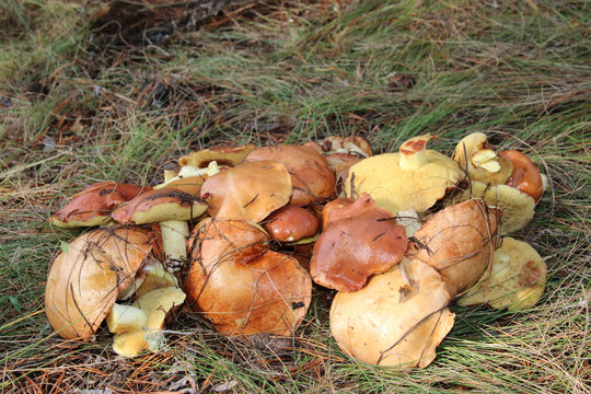 Freshly gathered slippery jacks (Suillus luteus) in the pine September forest