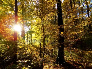 Yellow colorful leaves on deciduous trees in deciduous forest in wild nature during autumn