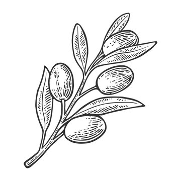Olives on branch with leaves . Vintage vector engraving
