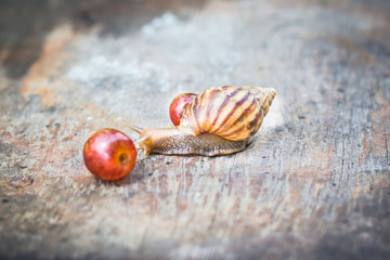Snail with grape on old wooden table.