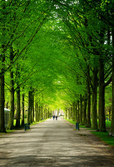 Fototapeta premium Alley in Clingendael park, Den Haag, Netherlands, retro toned
