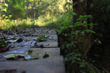 a close-up of leaves on a timber bridge