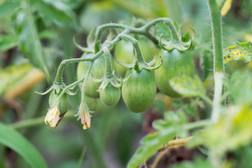 Green tomatoes. Agriculture concept.