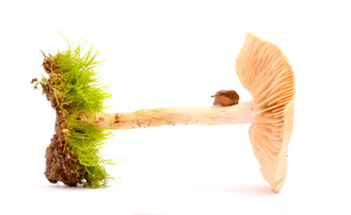 snail on fresh harvested mushrooms in studio