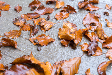 Wassertropfen auf Blatt und Scheibe 