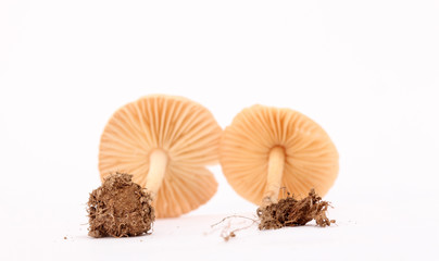 fresh harvested mushrooms in studio