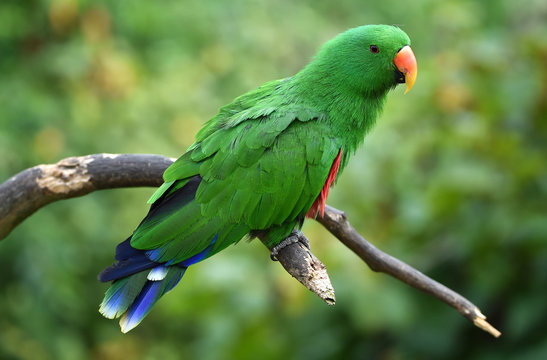 Neuguinea Edelpapagei