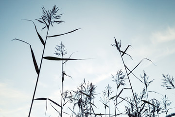 Coastal reed over blue sky background