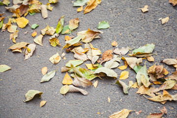 Fallen autumnal leaves on asphalt