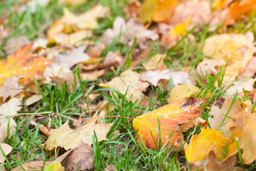 Autumnal leaves lay on green grass