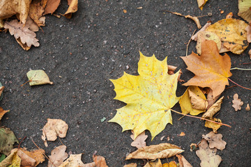 Colorful fallen autumnal leaves, top view