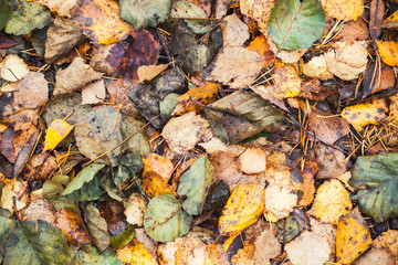 Colorful fallen autumnal leaves