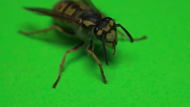 wasp on a green background