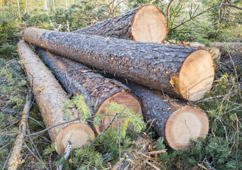 Pine logs