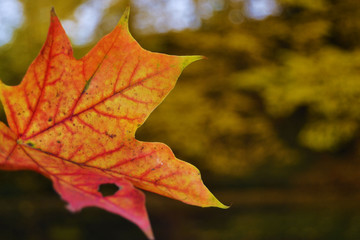 Herbstblatt