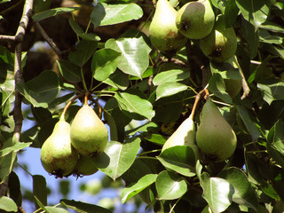 pears on a branch in a beautiful sunny day.fruit grove in the Caucasus.