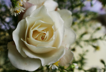 White rose