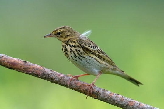 Anthus trivialis