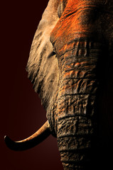 Artistic red elephant portrait close-up.