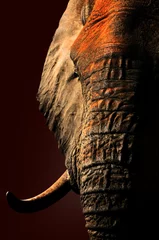 Crédence de cuisine en verre imprimé Éléphant Artistic red elephant portrait close-up.